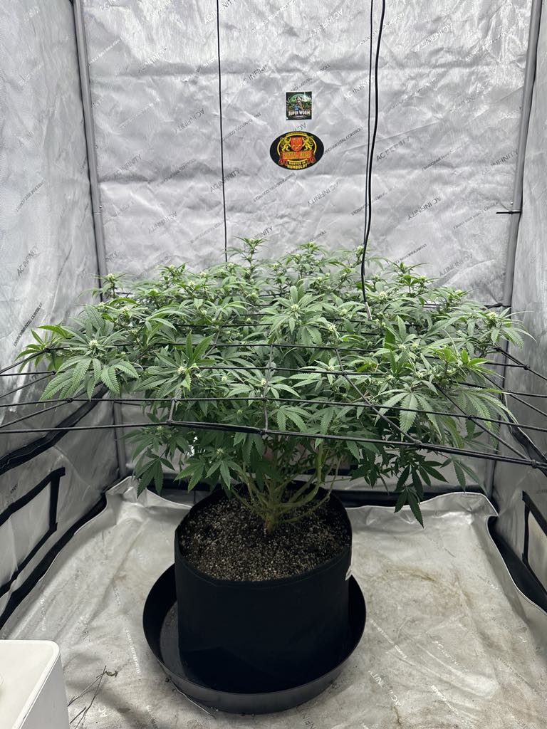 Pork Chop's Flower Stack Specialty Fertilizer