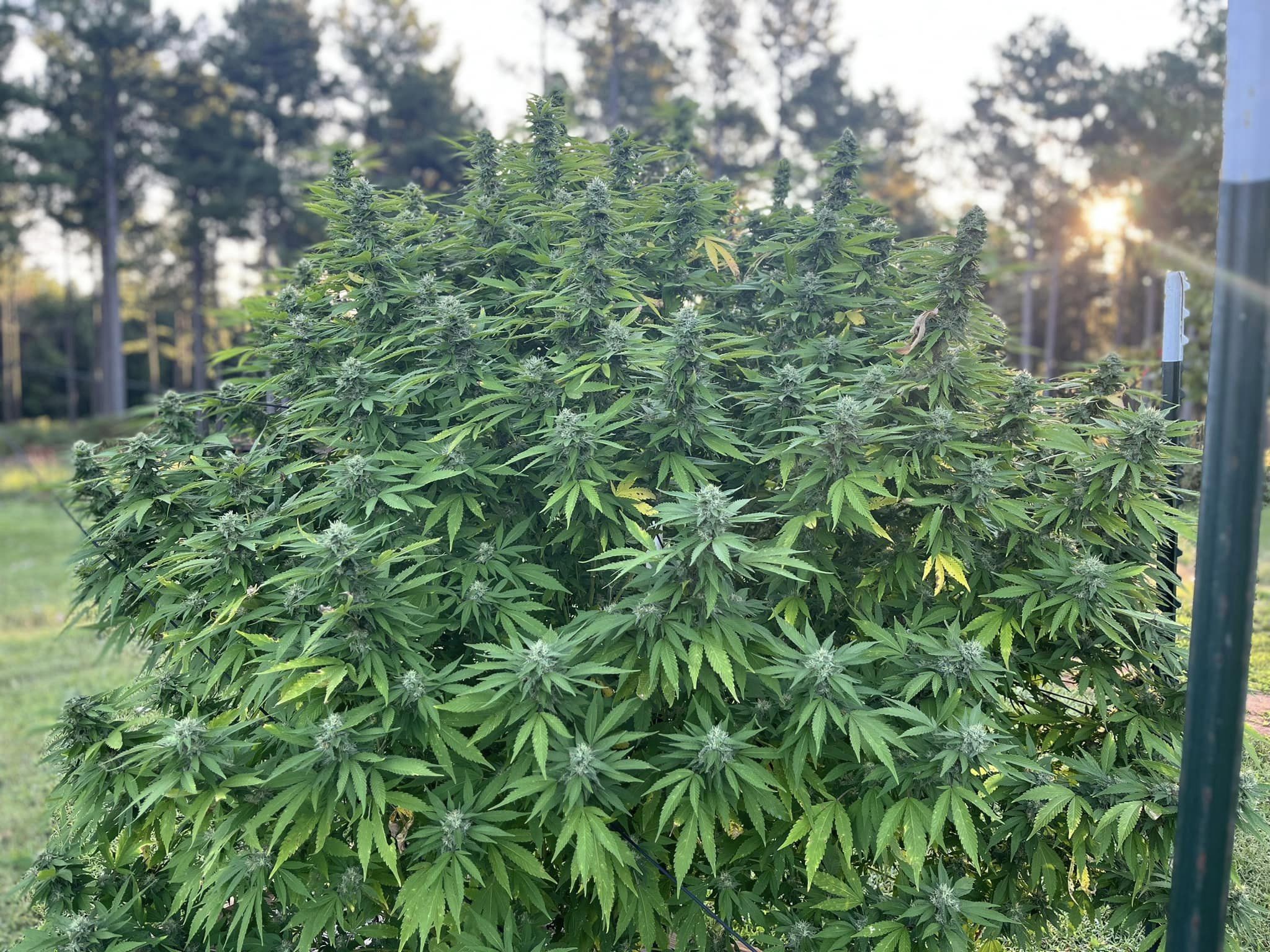 Pork Chop's Flower Stack Specialty Fertilizer