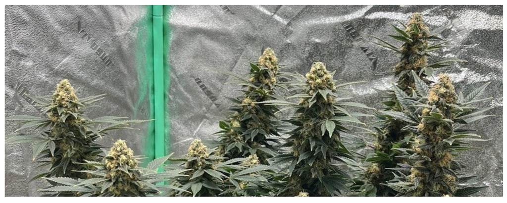 Pork Chop's Flower Stack Specialty Fertilizer