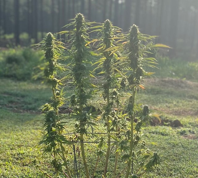 Pork Chop's Flower Stack Specialty Fertilizer