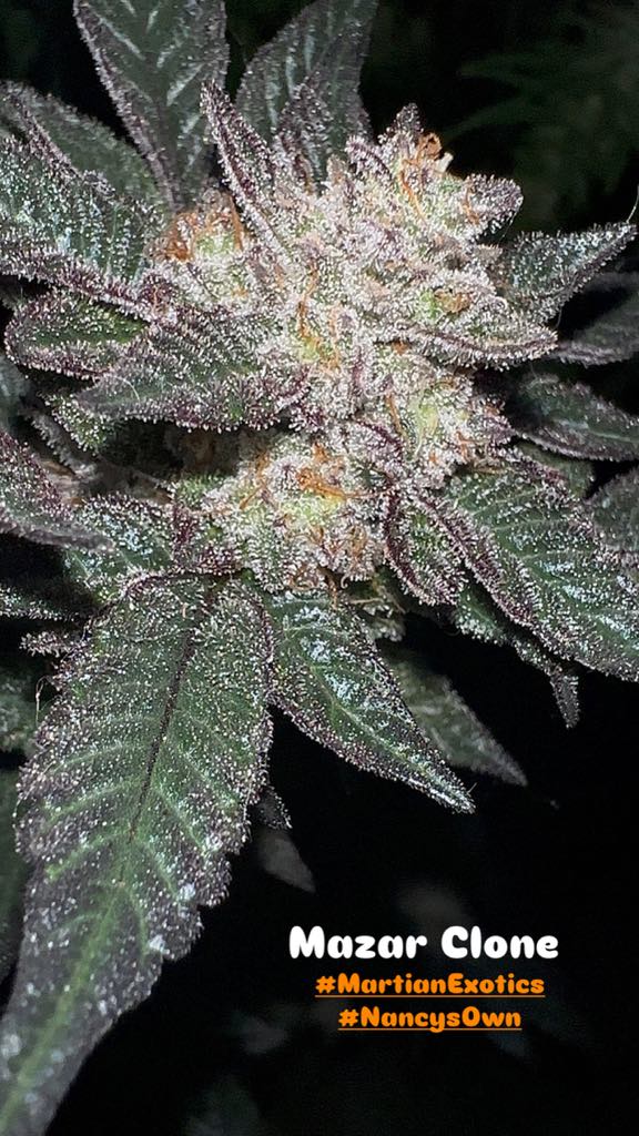 Pork Chop's Flower Stack Specialty Fertilizer