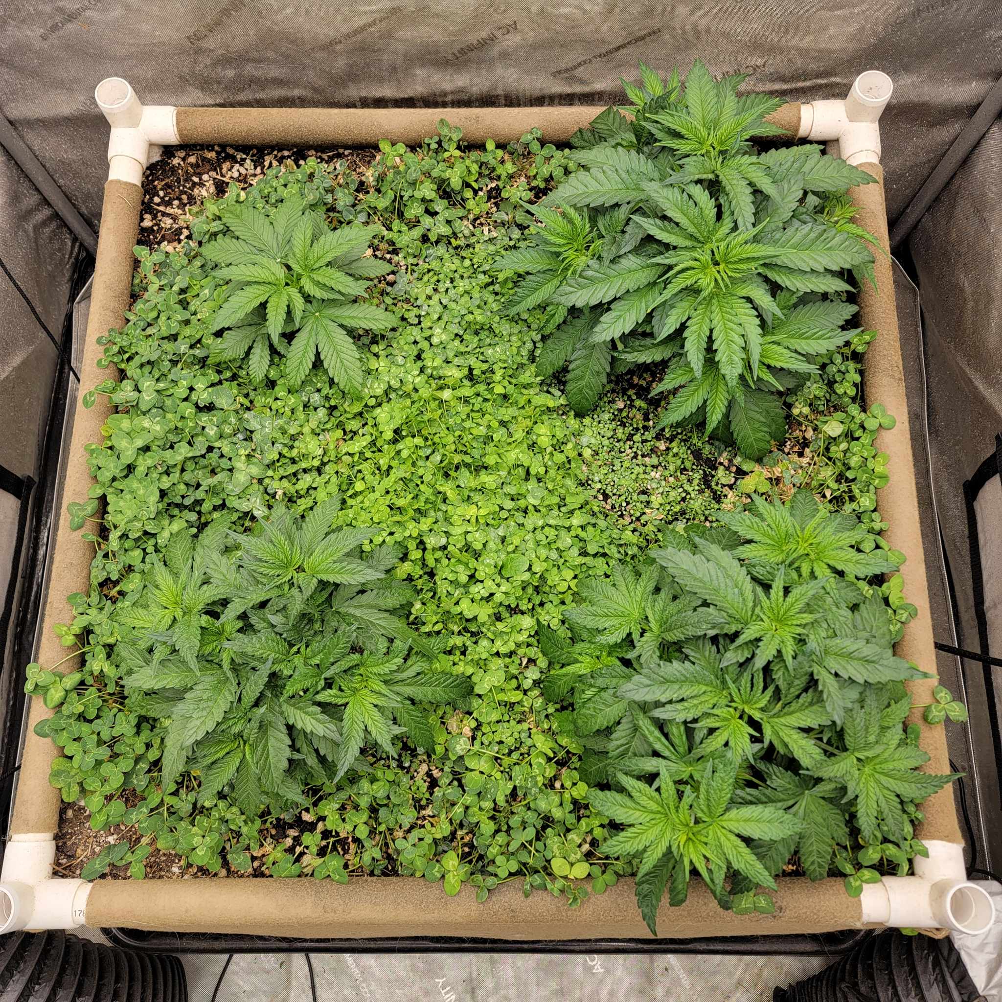 Pork Chop's Flower Stack Specialty Fertilizer