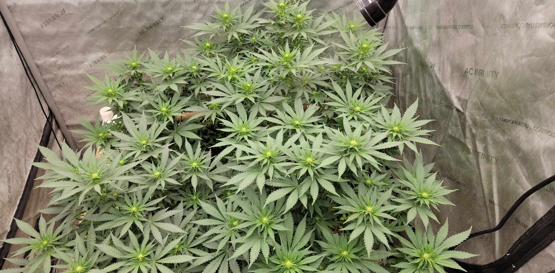 Pork Chop's Flower Stack Specialty Fertilizer