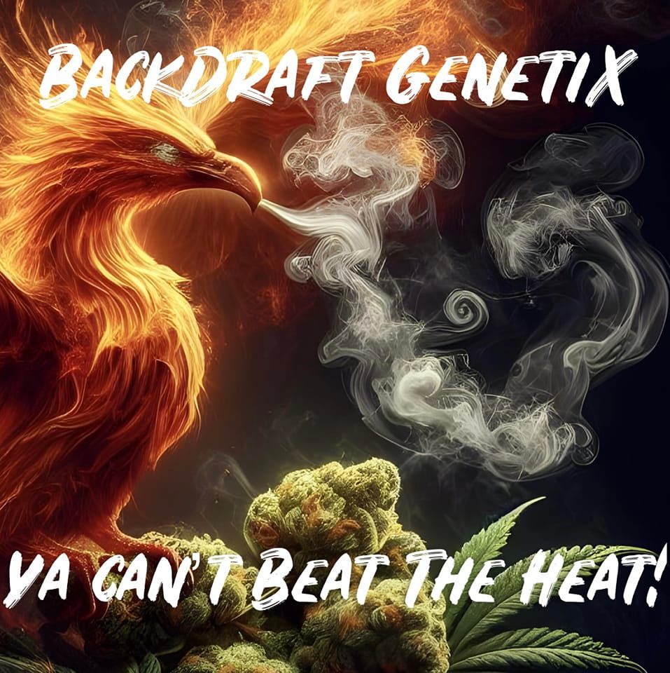 Pork Chop's Flower Stack & Backdraft Genetix