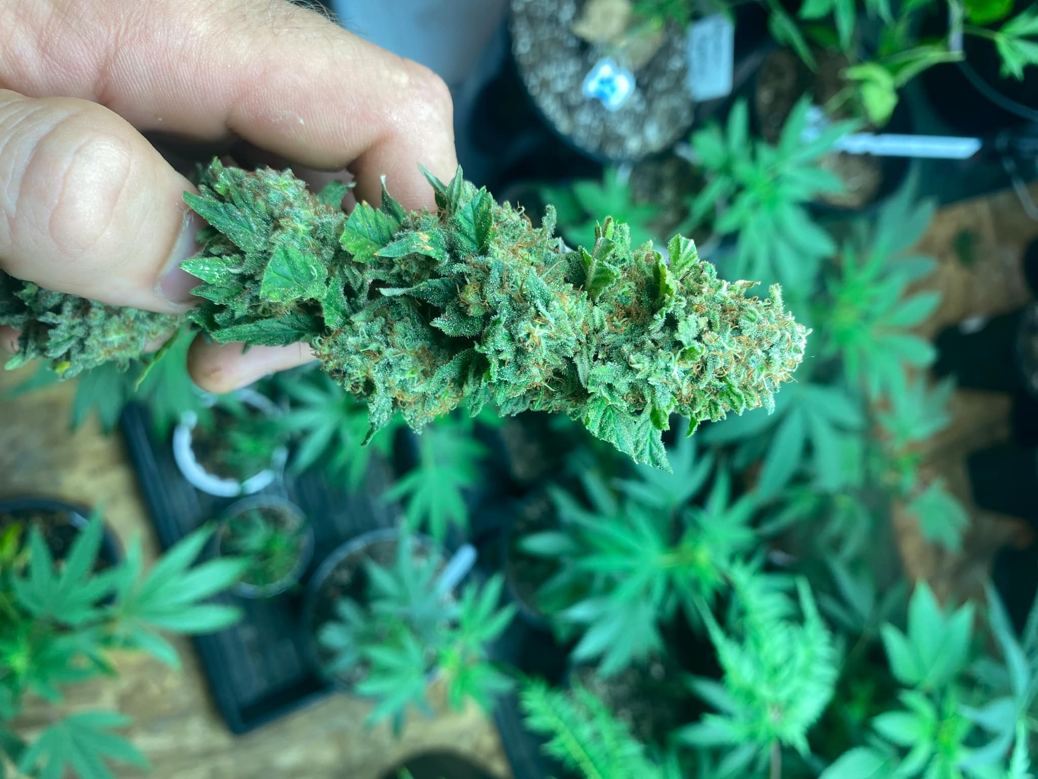 Pork Chop's Flower Stack Specialty Fertilizer