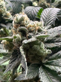 Pork Chop's Flower Stack Specialty Fertilizer