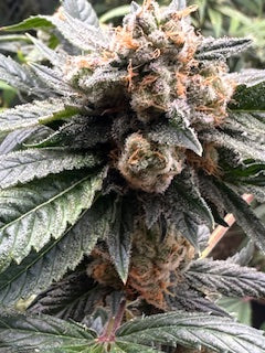 Pork Chop's Flower Stack Specialty Fertilizer