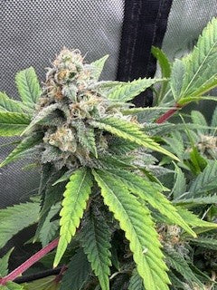 Pork Chop's Flower Stack Specialty Fertilizer