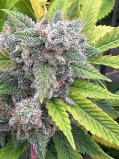 Pork Chop's Flower Stack Specialty Fertilizer